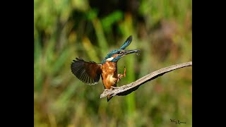 Kingfisher  IJsvogel [upl. by Eidnahs116]