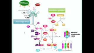 Hereditary Angioedema  CRASH Medical Review Series [upl. by Airdnaxela]