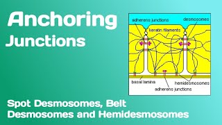 Anchoring Junctions and its types  Spot Desmosomes Belt Desmosomes and Hemidesmosomes [upl. by Atiuqcir203]