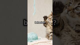 Why Do Cats Bring ‘Gifts’ CatGifts FelineInstincts GiftFromCat CatsOfYouTube cat FelineFamily [upl. by Adair]