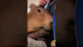 🧡🧡❤️ capybara animalphotos credits nopelicansplz animals capybaralove ❤️☺️ [upl. by Michey]