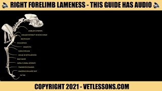 LAMENESS IN DOGS  RIGHT FORELIMB [upl. by Lanevuj705]