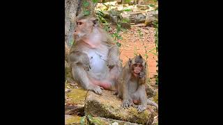 Really happiness baby Monkey falling sleep with drinking Mom Milk shorts monkeyvideo monkeys [upl. by Camilo]