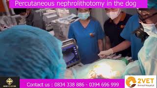 Percutaneous nephrolithotomy in the dog [upl. by Oiralednac544]