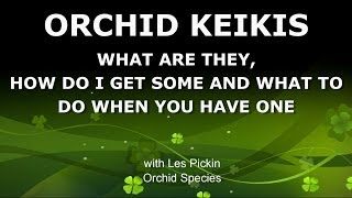 ORCHID KEIKIS  WHAT ARE THEY HOW TO GET ONE AND WHAT TO DO WITH IT [upl. by Pestana]