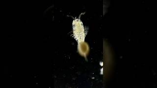 Hey little copepod I can’t keep up with you [upl. by Brabazon300]