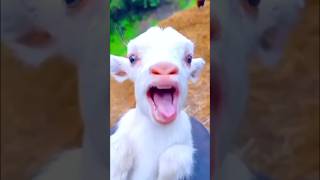 Funny goat monkey 🐵 video [upl. by Akisej]