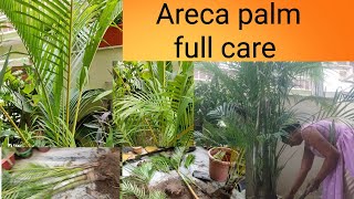 Areca palm full care tips propagation repotting time watering fertilizerlow maintenance plant [upl. by Netniuq]