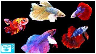 Betta Fish Care Guide Everything You Need to Know [upl. by Nahsad]