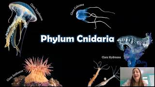 Phylum Cnidaria The Things that Sting [upl. by Aisylla]