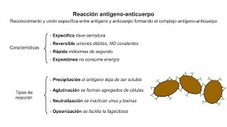 Inmunología 05 Reacción antígenoanticuerpo [upl. by Ailen]