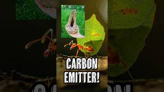 Ants Produce Carbon Emissions [upl. by Trammel187]