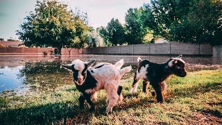 Saving Baby Goats from the FLOOD [upl. by Elisabeth192]