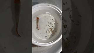 Fish giving birth  Mini vlog [upl. by Niven]