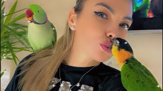 PIPOampPICO🦜💚 este live🦜💚🦜 [upl. by Marutani]