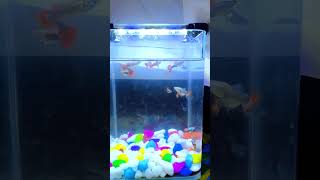 Guppy Care Made Easy MustKnow Tips  Beginners Guide  Guppy Fish Care fish guppyfish [upl. by Ennael281]