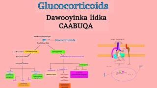 Pharmacology 27 Glucocorticoids  Dawooyinka lidka Caabuqa iyo difaaca jidhka [upl. by Cornwall]