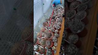 Watering my gymnocalycium cactus  sept 2024 [upl. by Assyram273]