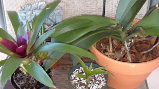 Guide to watering amp feeding your bromeliad and orchid plants🌸💦Caring for bromeliad babies [upl. by Dulla566]