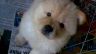 Chow chows puppies pa lang P [upl. by Gib68]