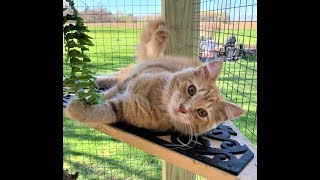 Building a Catio and Catio design ideas [upl. by Jasmina470]