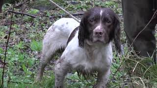 Intftch Hollydrive Bert 2019 Irish Spaniel Championship [upl. by Downing]