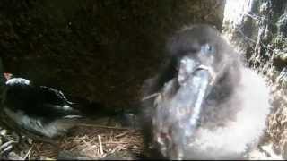 Puffin Chick Eating a Butterfish [upl. by Carnay]