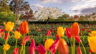 🌷 Experience Spring in New England 🌹 Beautiful Spring Flower Displays [upl. by Aynotal]