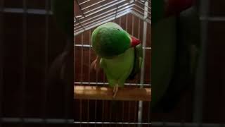 Tattad tattad dance 🕺 oscarparrot trending reels shorts parrotcute [upl. by Calle]