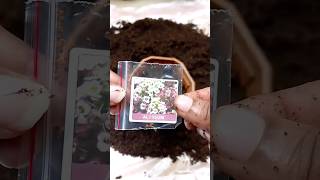 How to grow Alyssum from seeds gardening alyssum flower winterflower shorts [upl. by Lillith]