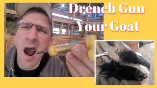 How to Drench medications to a Goat  2018 [upl. by Nahtal]