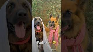 Babu  Cute dog ka  lovestory funnycomedy shortvideo [upl. by Goodhen]