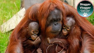 Orangutan Babies Nursing and Jazzs Dash Indoors [upl. by Verge]