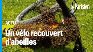 Un énorme essaim dabeille sest installé sur un vélo [upl. by Robinett]