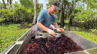 Loading the Boat with CRAWFISH in Americas Biggest Swamp  Catch and Cook [upl. by Shirlene60]