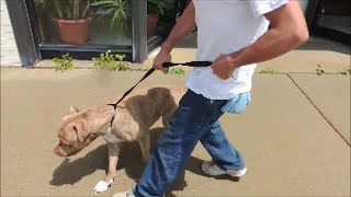 Stop Pit Bulls from Pulling  SafeCalm Dog Training Collar  BIG CHUCK MCBRIDE [upl. by Ybocaj617]