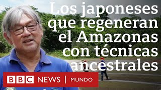 La comunidad japonesa que cultiva quotbosques alimentariosquot y ayuda a recuperar el Amazonas [upl. by Stochmal680]