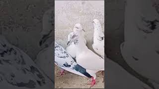 pigeon kabootarbazikeraazoramooz bird viral short [upl. by Huesman190]