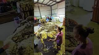 Fleece animal farming sheepherding sheepranch animalfarming sheep shearing shed [upl. by Lesly440]