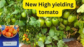 Syngenta new high yielding tomato Aviraj F1 Hybrid [upl. by Nina]