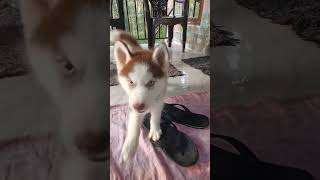 Siberian Husky Wolly Coat Top Quality available for sale Huskykerala wollycoat husky huskypuppy [upl. by Nappie]