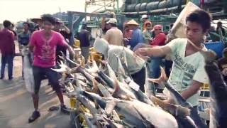 Banyak Ikan Tongkol amp Cumi di Muara Angke [upl. by Tnecniv]