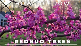 Complete Guide To The Eastern Redbud Tree [upl. by Aiclef]