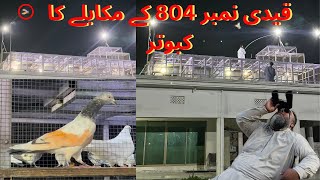 Qadi num 804 k mukably ka kabuter 😳 1 to 1 mukabla bazi 7 kabootar wali  Dar pigeons club  bazi [upl. by Lokin209]