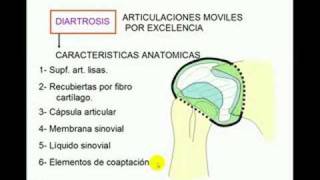 Clasificación de articulaciones [upl. by Animar]