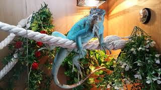 This is Balthazar my Blue Iguana Headbobbing [upl. by Cnahc]