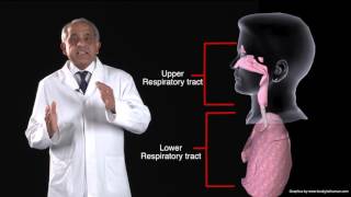 Funky Anatomy EXAM QUESTIONS Trachea and Bronchial Tree [upl. by Nagar]