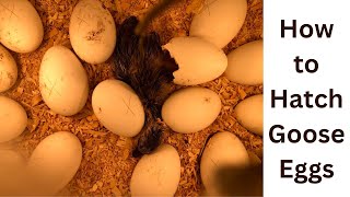 Hatching Goose Eggs [upl. by Nitsuj]