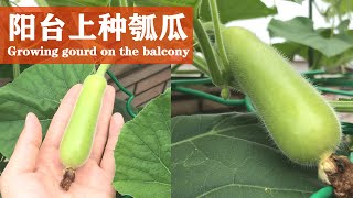 阳台上种瓠瓜的方法，只需掌握3个技巧｜How to grow gourd on the balcony [upl. by Nertie]