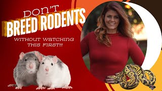 Full Tutorial and Hot Tips for Rodent Breeding [upl. by Bobbe]